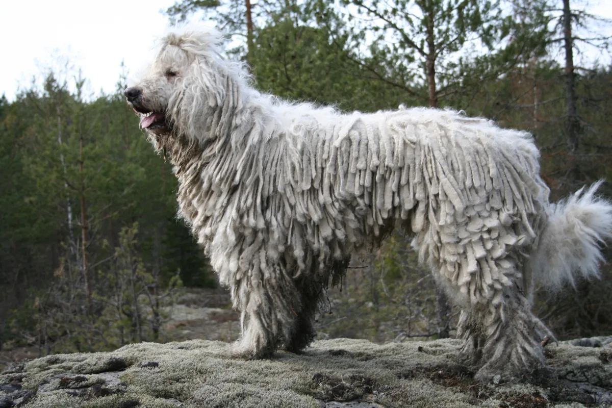 Komondor fotograferet udendørs