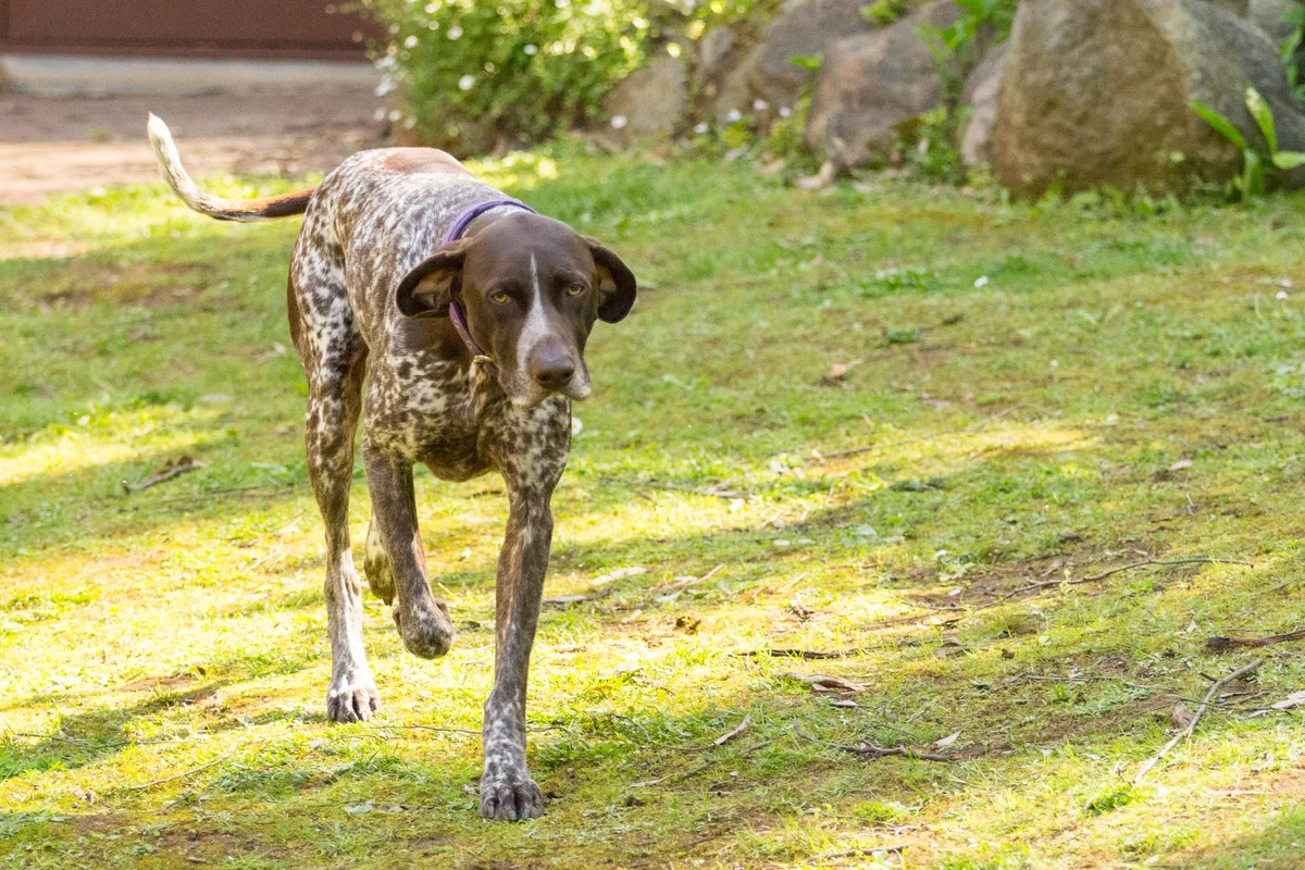 Korthåret Hønsehund fotograferet udendørs
