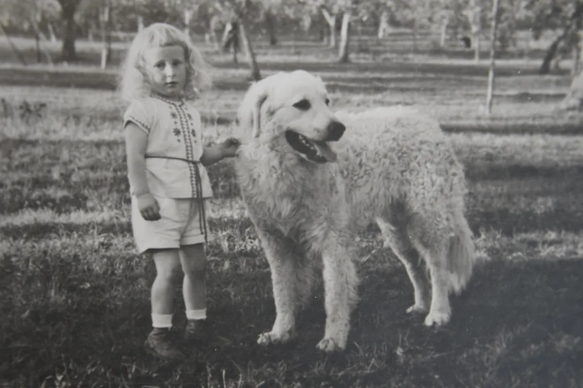 Kuvasz fotograferet udendørs