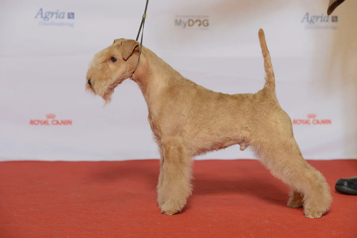 Lakeland Terrier fotograferet udendørs