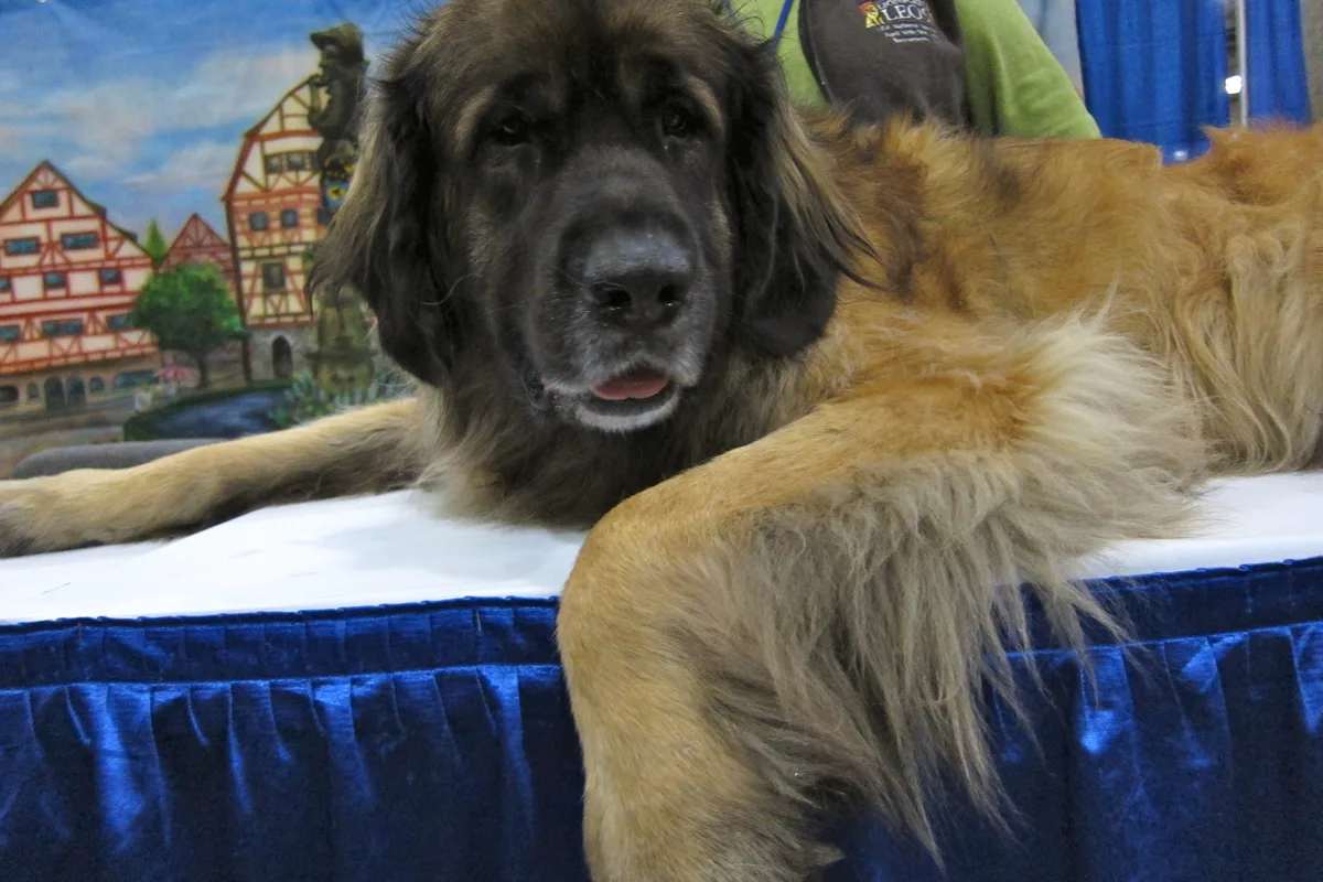Leonberger fotograferet udendørs