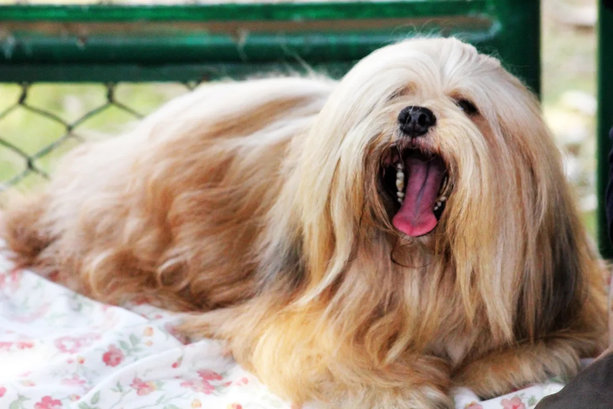 Lhasa Apso fotograferet udendørs