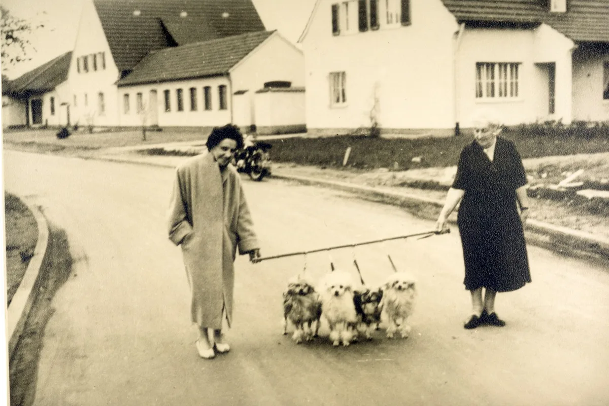 Löwchen fotograferet udendørs