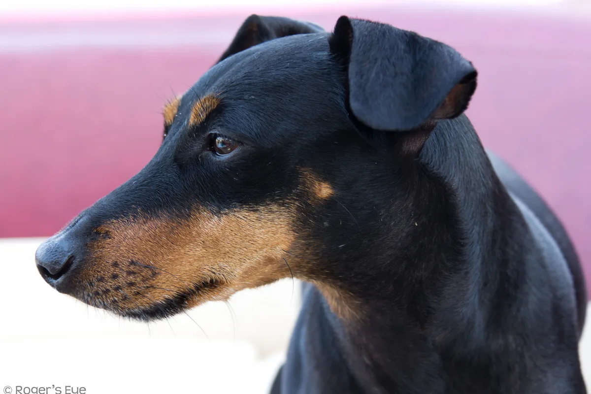 Manchester Terrier fotograferet udendørs