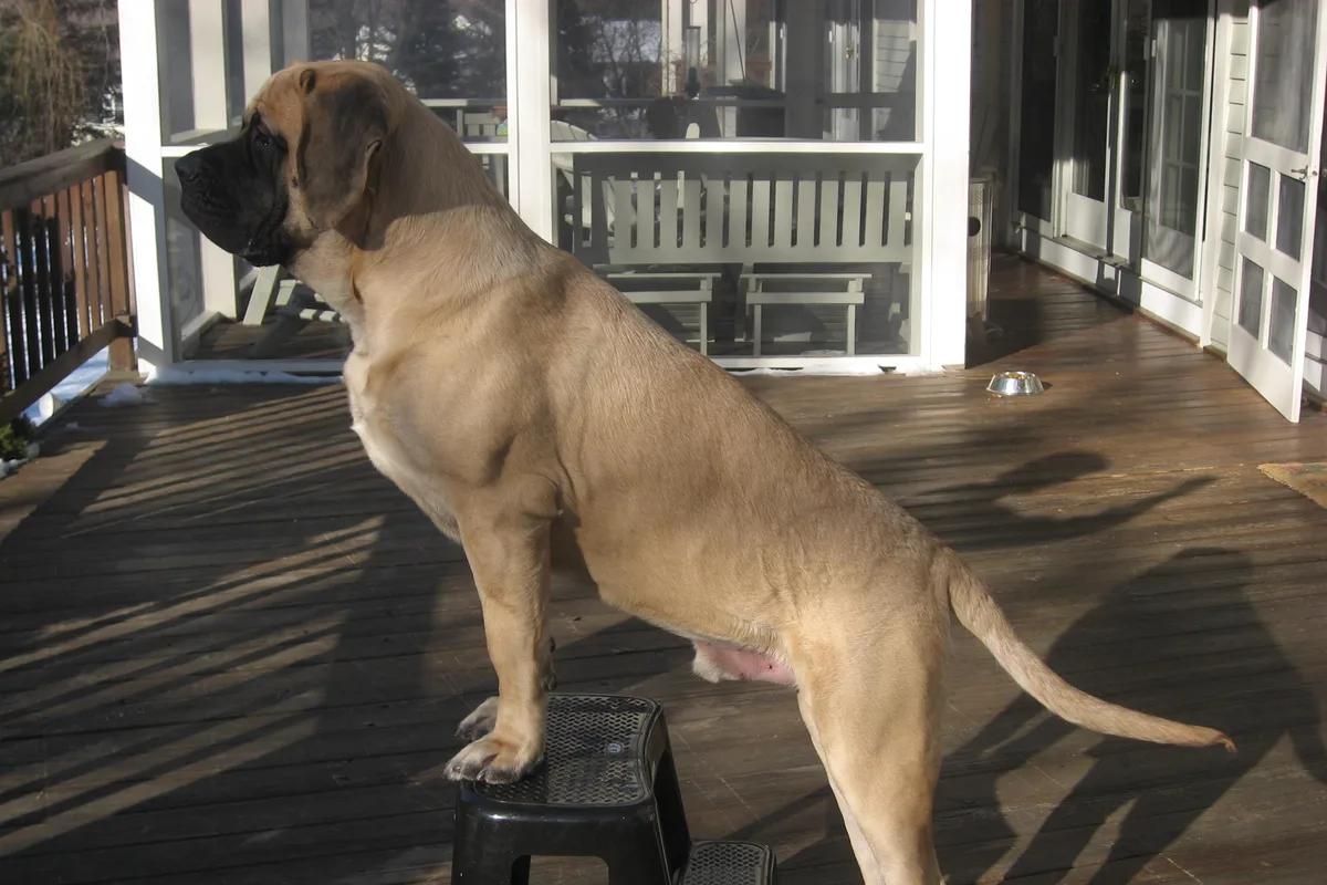 Mastiff fotograferet udendørs