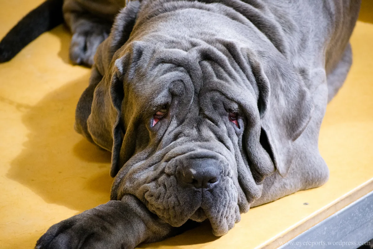 Mastino Napoletano fotograferet udendørs