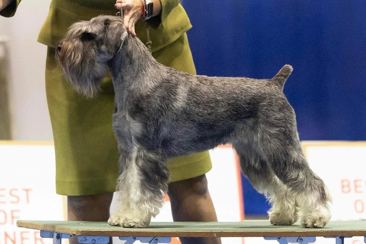 Mellemschnauzer fotograferet udendørs