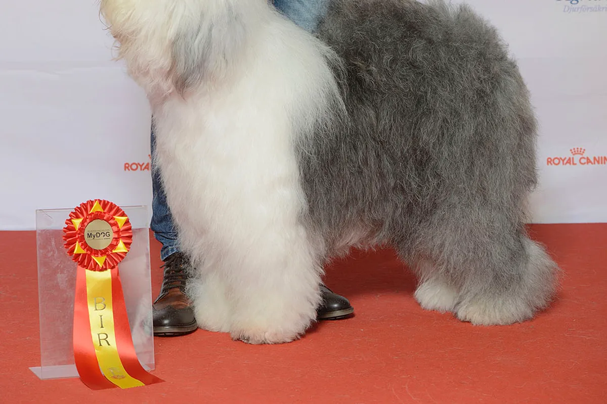 Old English Sheepdog fotograferet udendørs