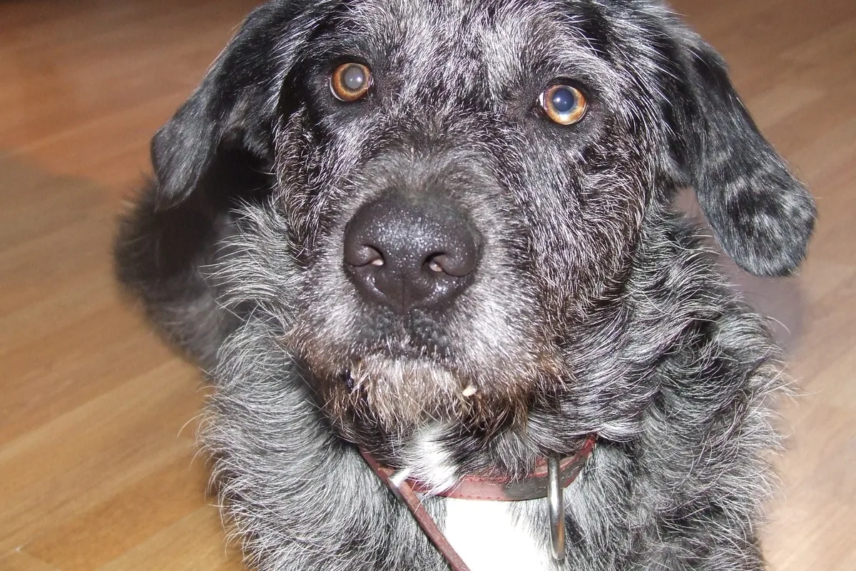 Otterhound fotograferet udendørs