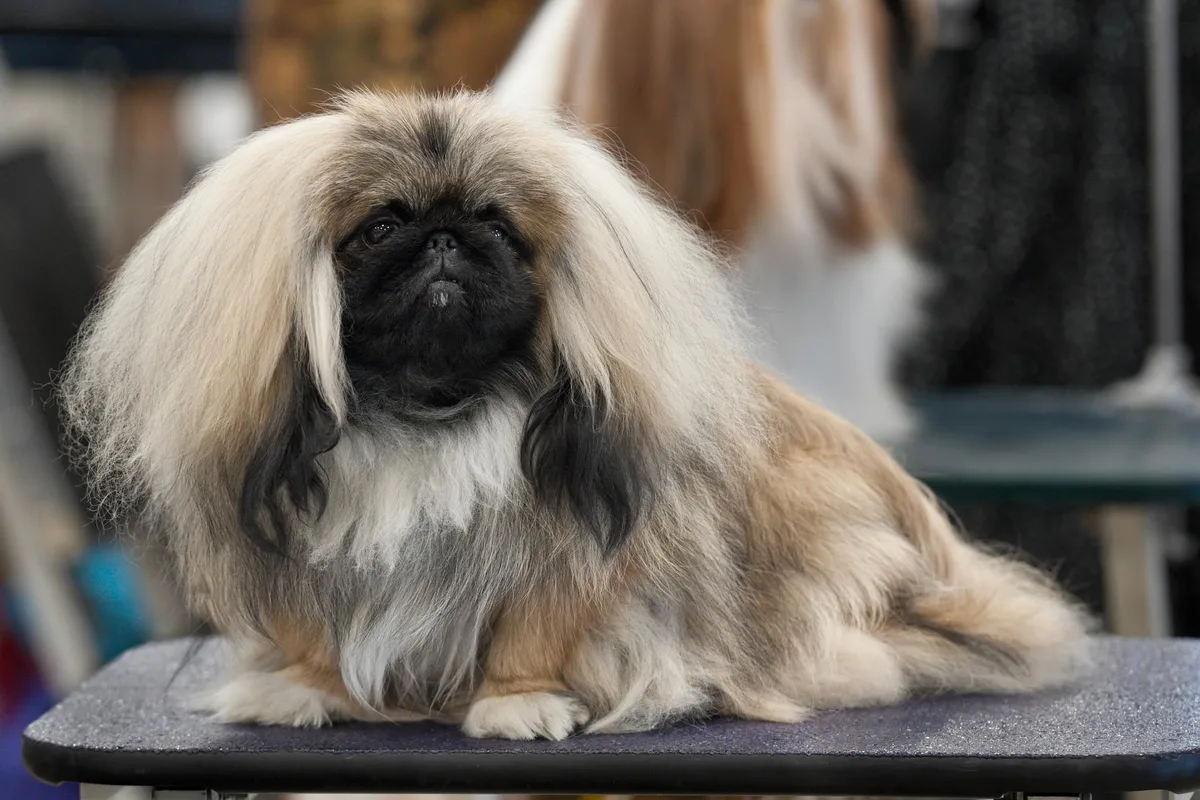 Pekingeser fotograferet udendørs