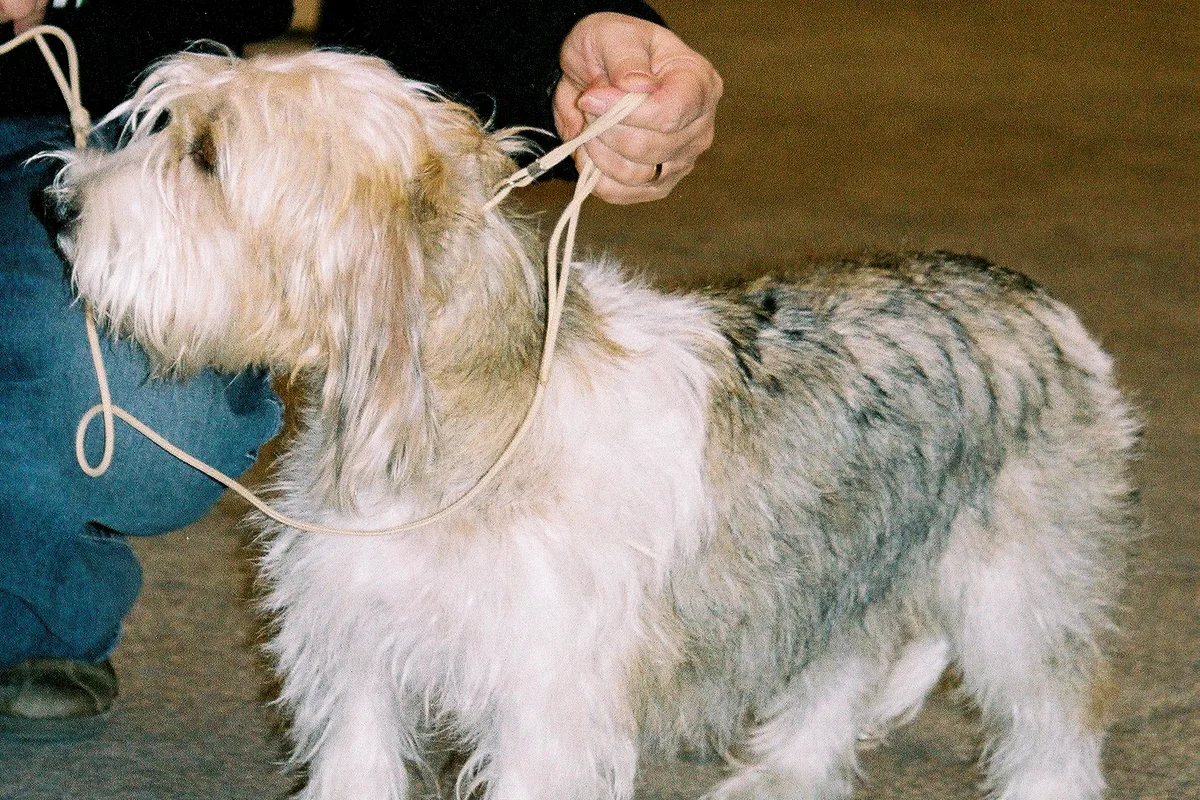 Petit Basset Griffon Vendéen fotograferet udendørs