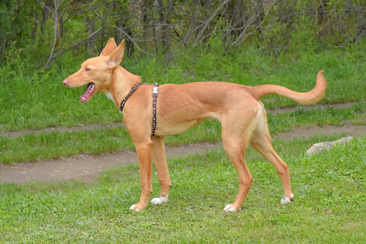 Podenco Ibicenco fotograferet udendørs