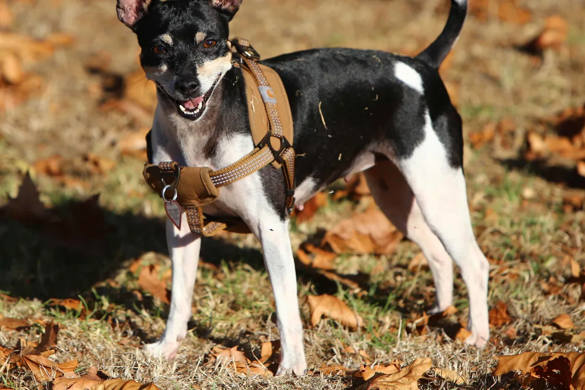 Rat Terrier fotograferet udendørs