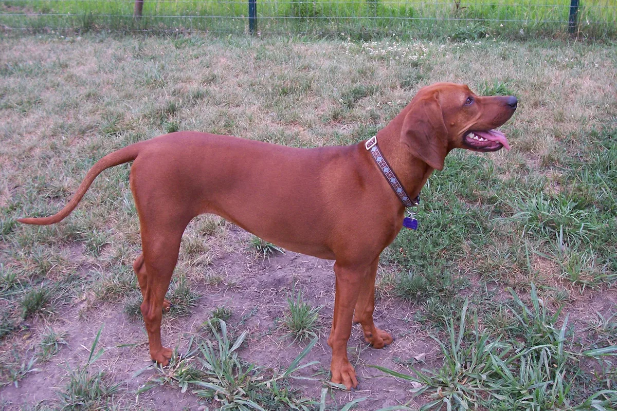 Redbone Coonhound fotograferet udendørs