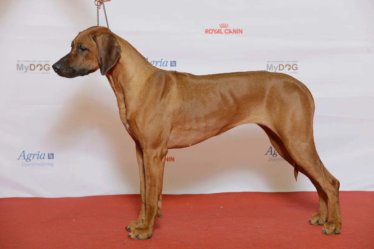 Rhodesian Ridgeback fotograferet udendørs