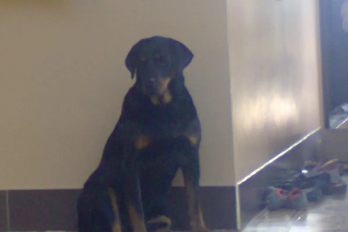 Rottweiler fotograferet udendørs