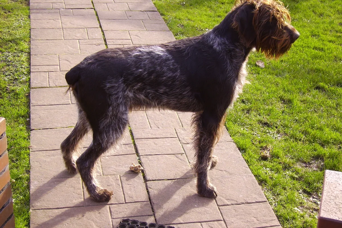Ruhåret Hønsehund fotograferet udendørs