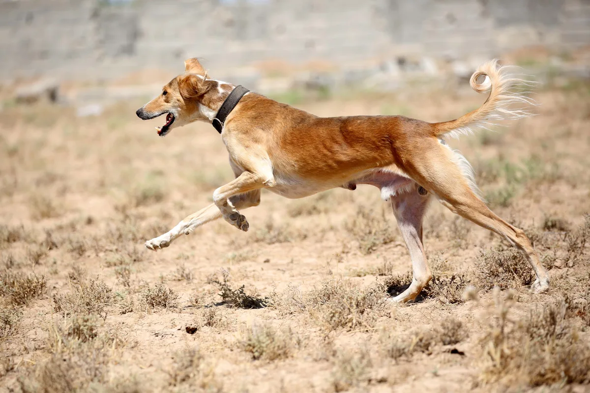 Saluki fotograferet udendørs