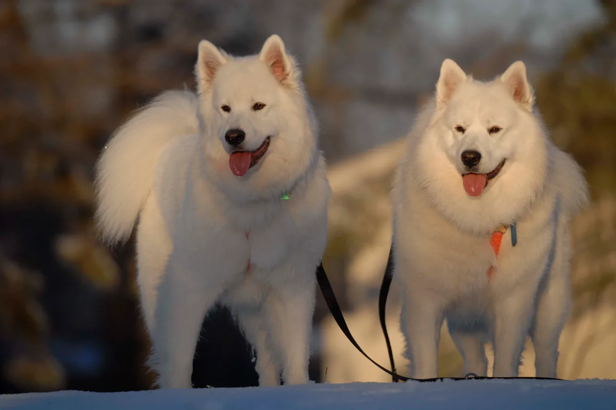 Samojedhund fotograferet udendørs