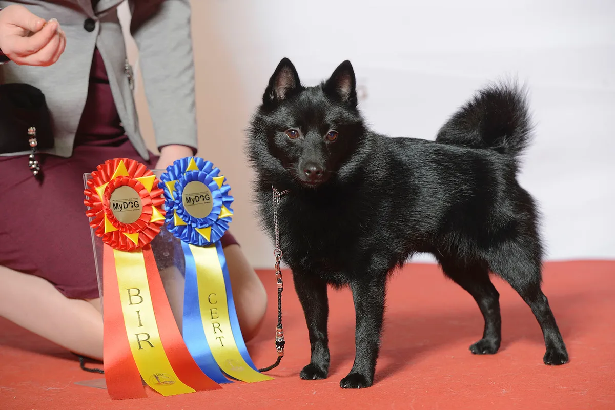 Schipperke fotograferet udendørs