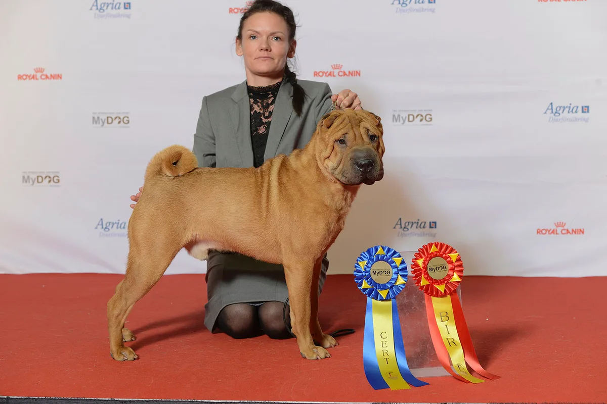 Shar Pei fotograferet udendørs