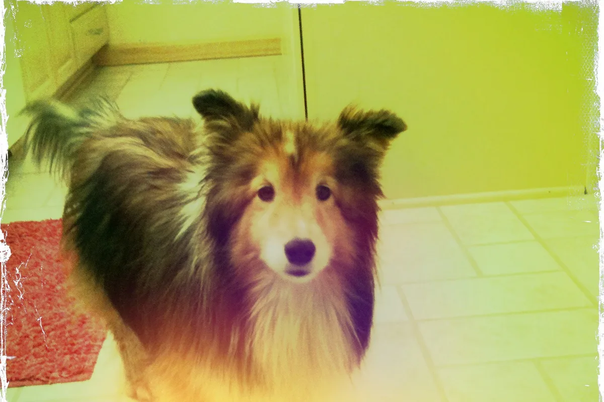 Shetland Sheepdog fotograferet udendørs