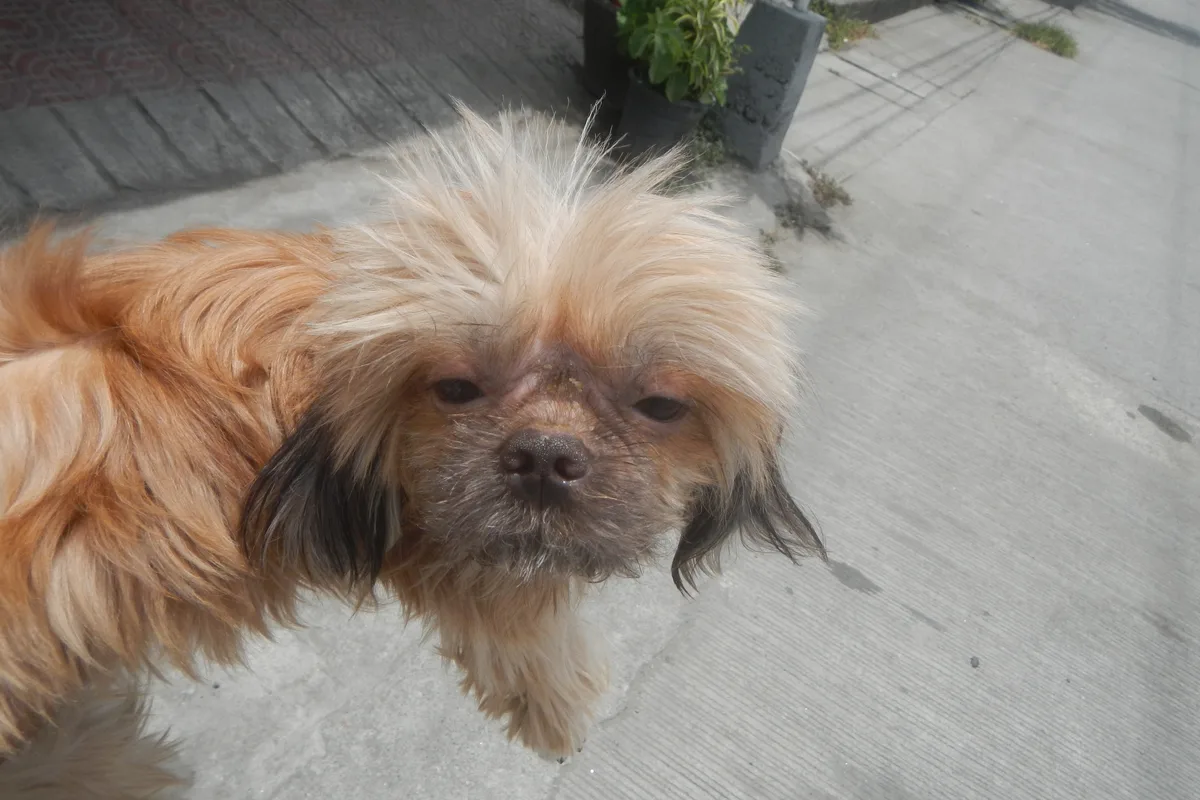 Shih Tzu fotograferet udendørs