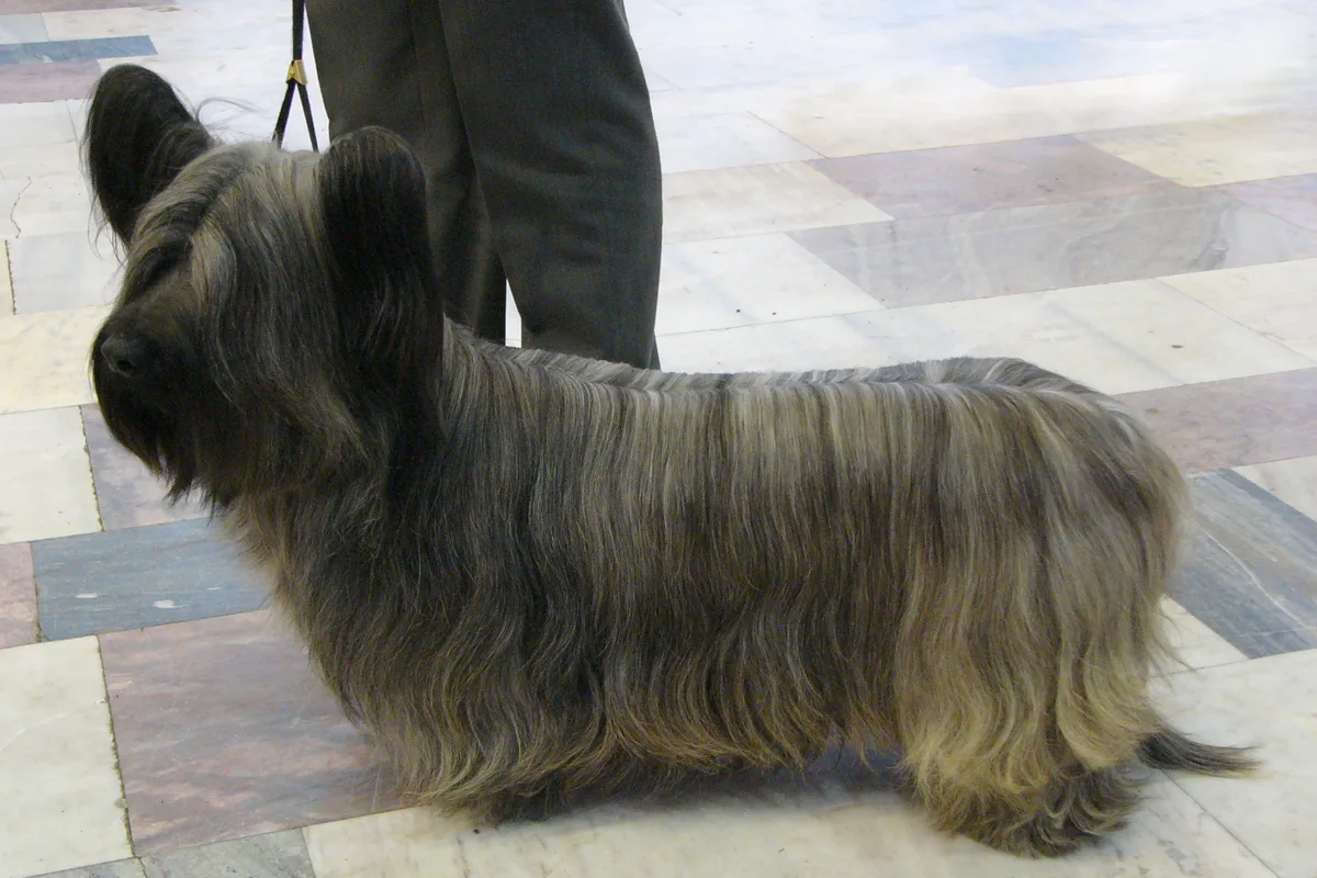 Skye Terrier fotograferet udendørs
