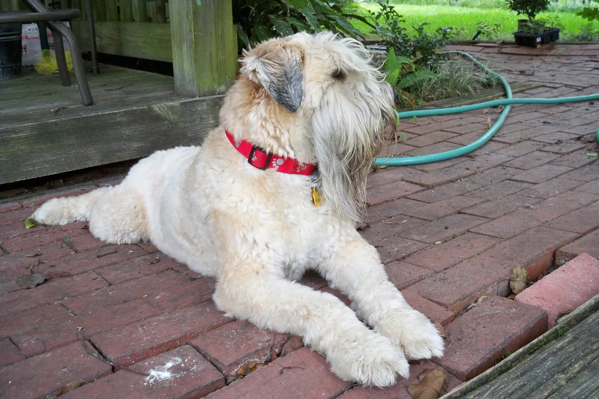 Irsk Softcoated Wheaten Terrier fotograferet udendørs