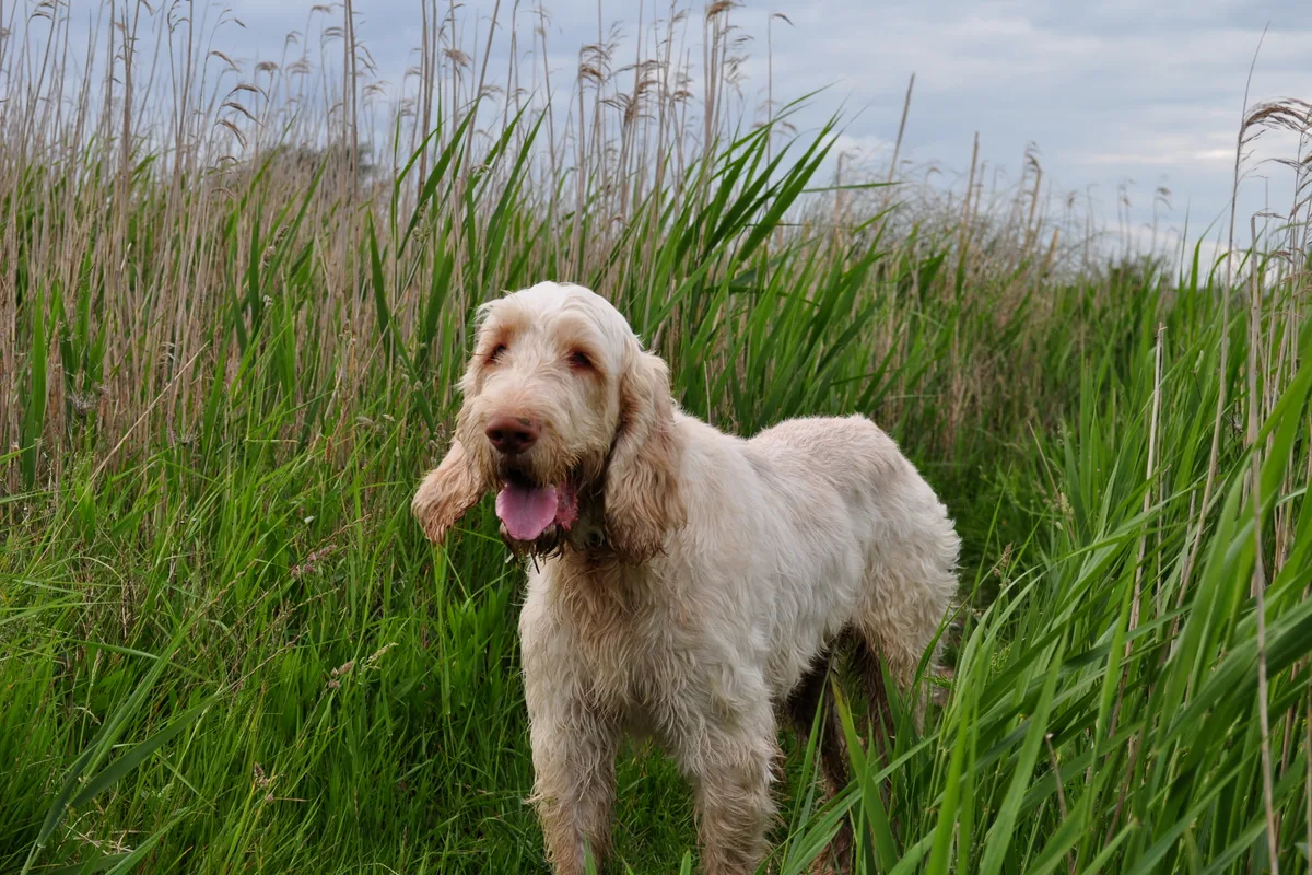 Spinone Italiano fotograferet udendørs