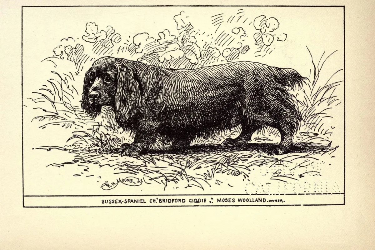 Sussex Spaniel fotograferet udendørs