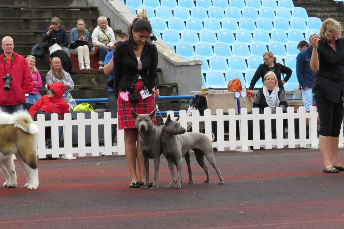 Thai Ridgeback fotograferet udendørs