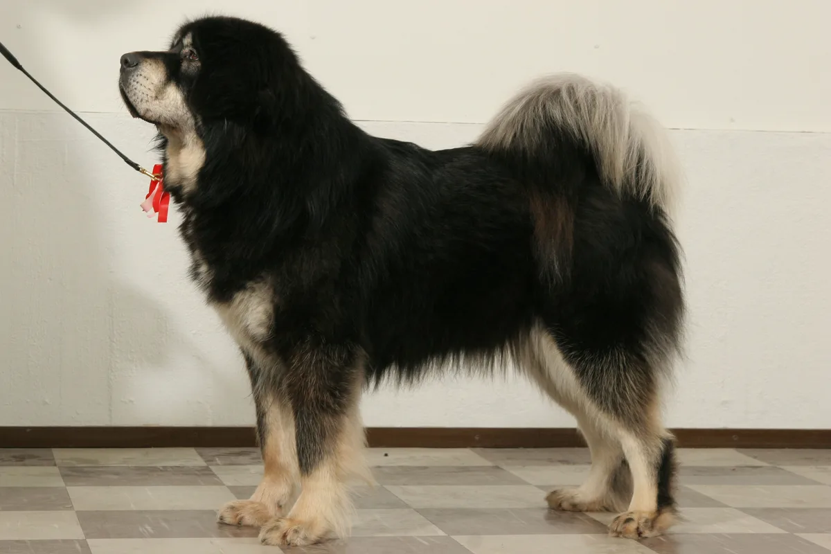 Tibetansk Mastiff fotograferet udendørs