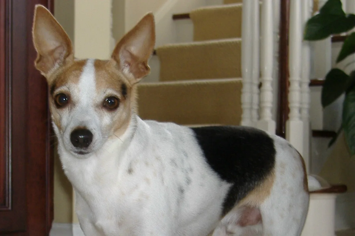 Toy Fox Terrier fotograferet udendørs