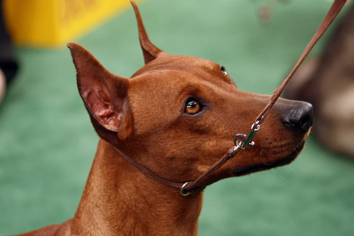 Tysk Pinscher fotograferet udendørs