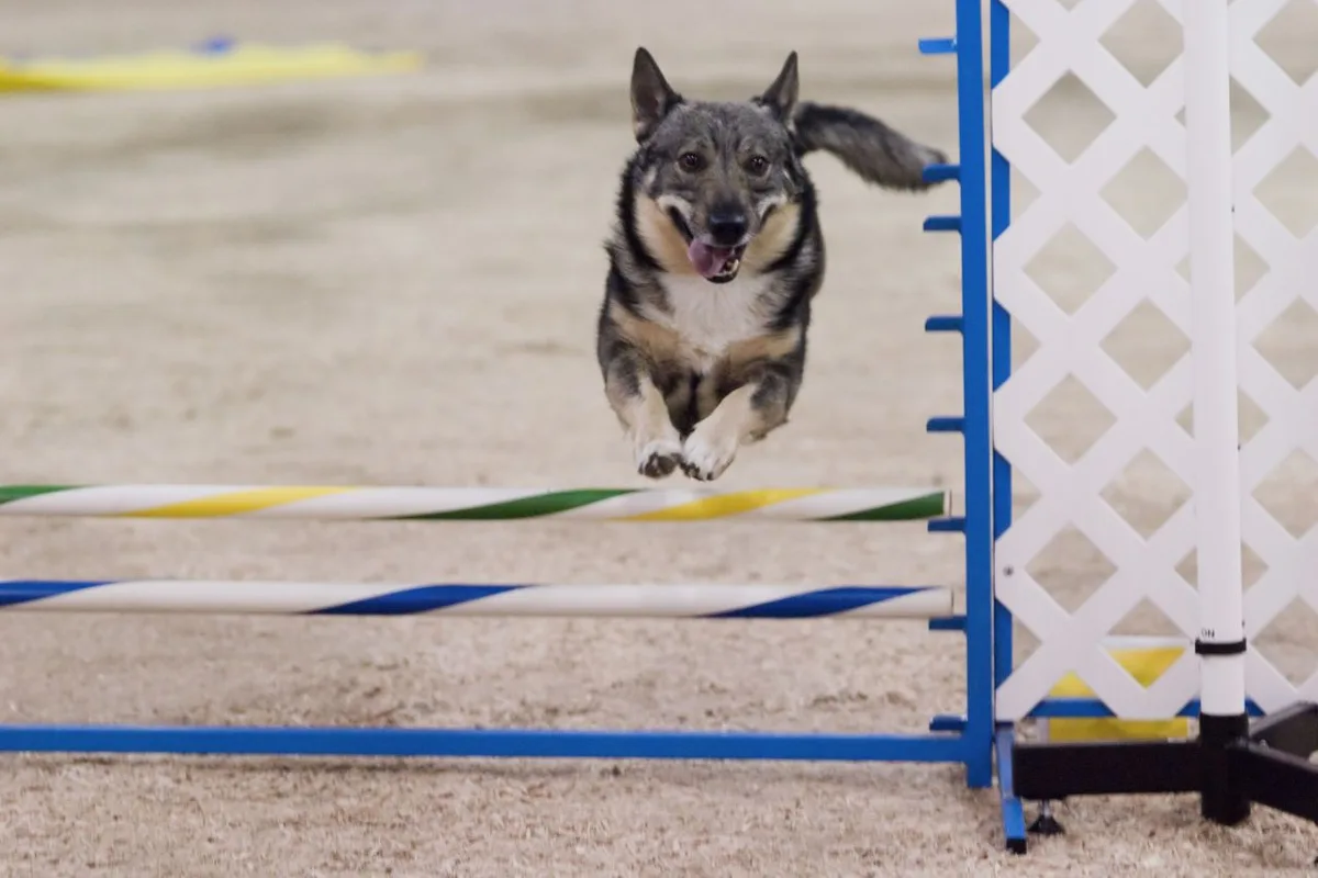 Västgötaspets fotograferet udendørs