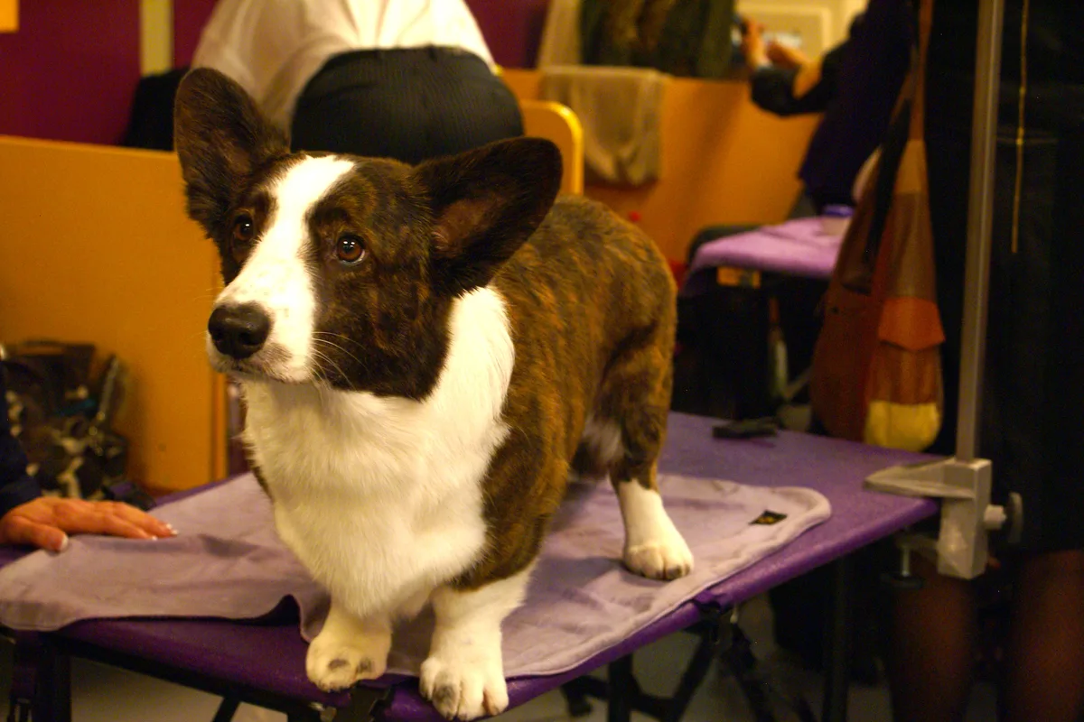 Welsh Corgi Cardigan fotograferet udendørs
