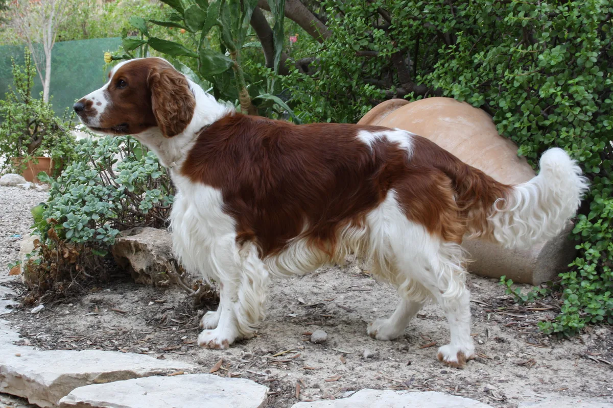 Welsh Springer Spaniel fotograferet udendørs