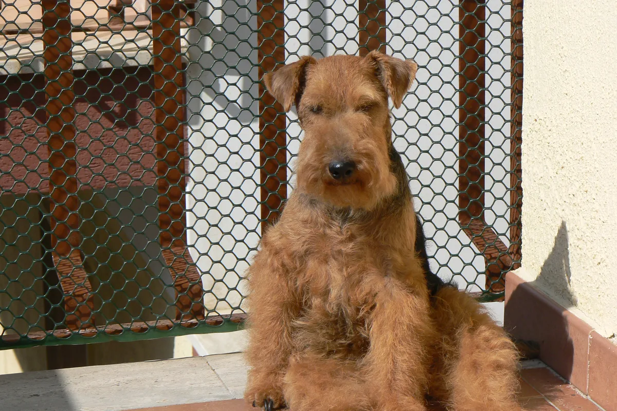 Welsh Terrier fotograferet udendørs
