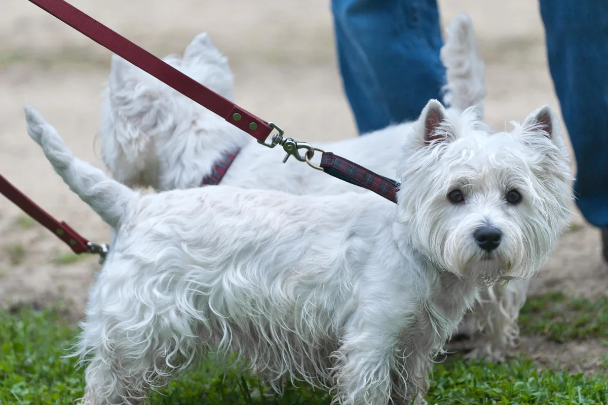 West Highland White Terrier fotograferet udendørs