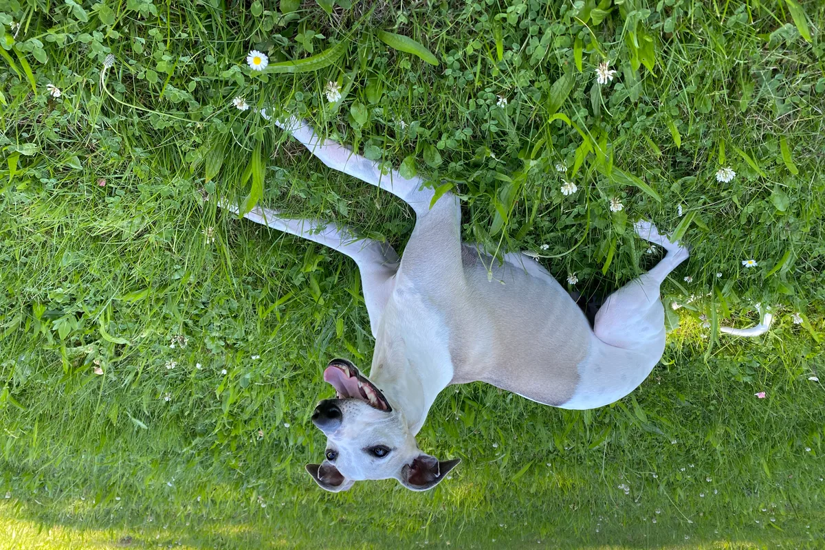 Whippet fotograferet udendørs