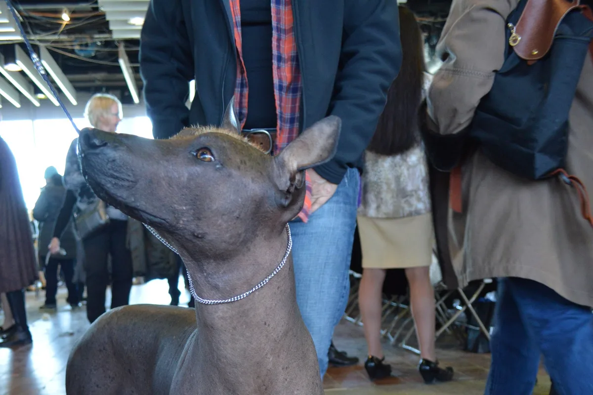 Xoloitzcuintli fotograferet udendørs