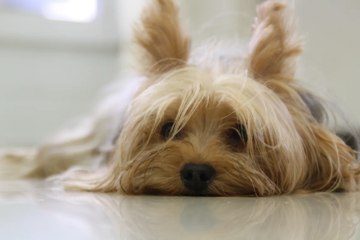 Yorkshire Terrier fotograferet udendørs