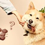 Kan hunde tåle chokolade?