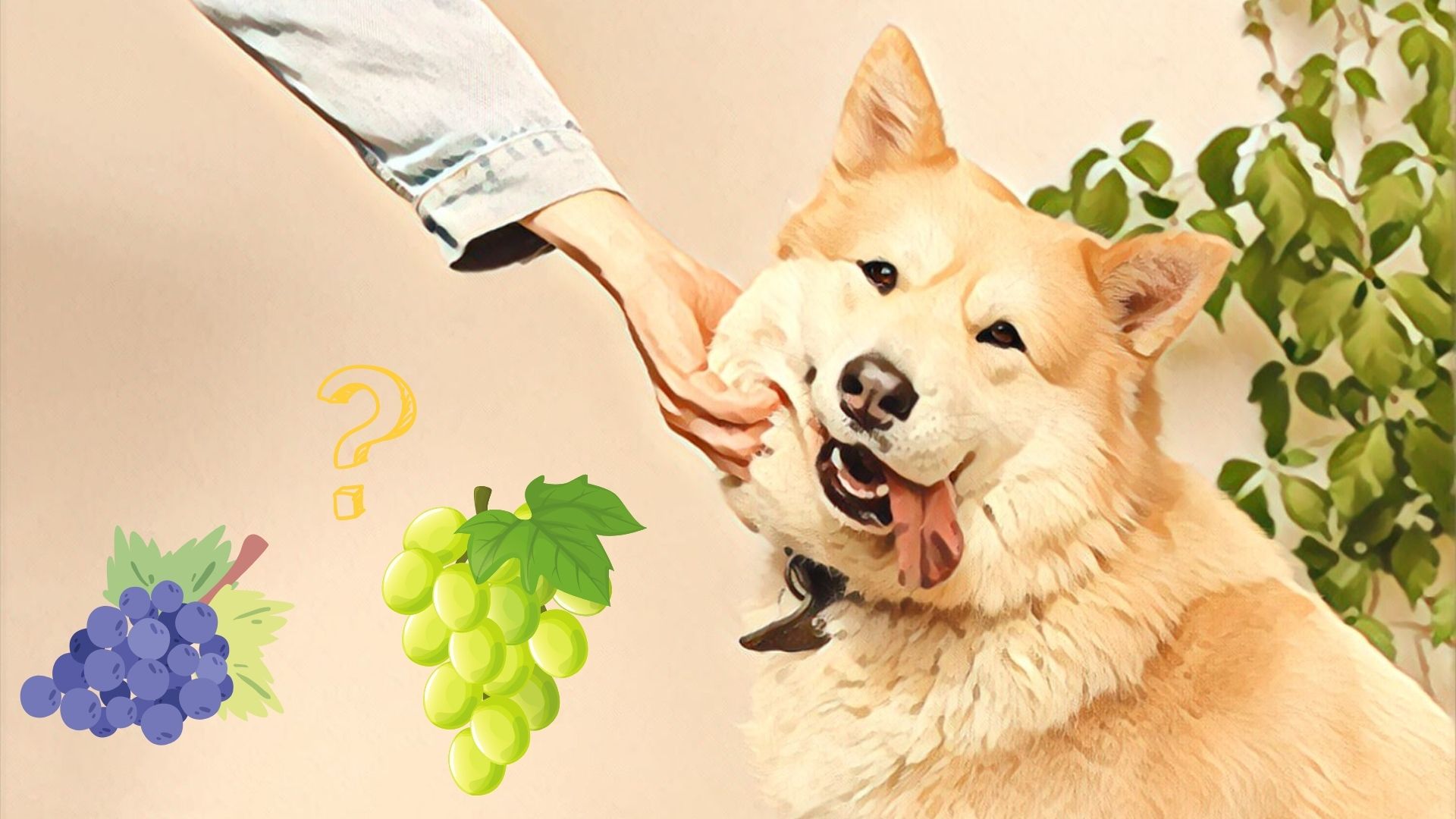 Kan hunde tåle vindruer? - hunde spise eller røde vindruer?