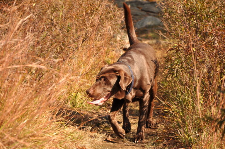 Labradoren er en af de mest populære hunderacer
