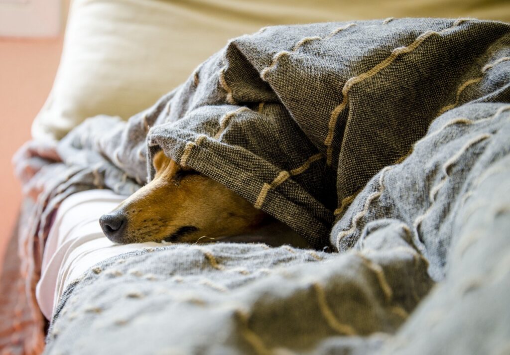 dogs, animals, dog, pets, pet, mammals, dogs, dogs, dogs, dog, nature, dog, dog, animal, dog, dog-5021085.jpg