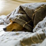 dogs, animals, dog, pets, pet, mammals, dogs, dogs, dogs, dog, nature, dog, dog, animal, dog, dog-5021085.jpg
